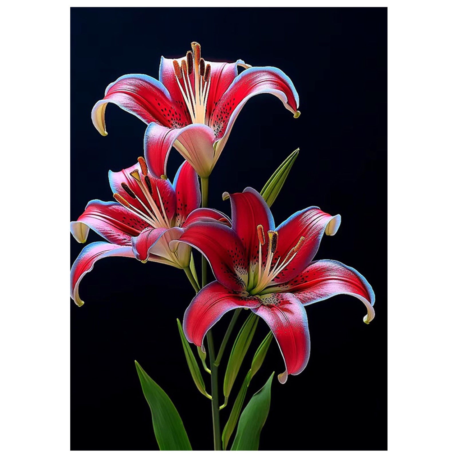 Lys rose