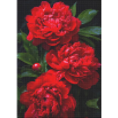 Pivoines rouges