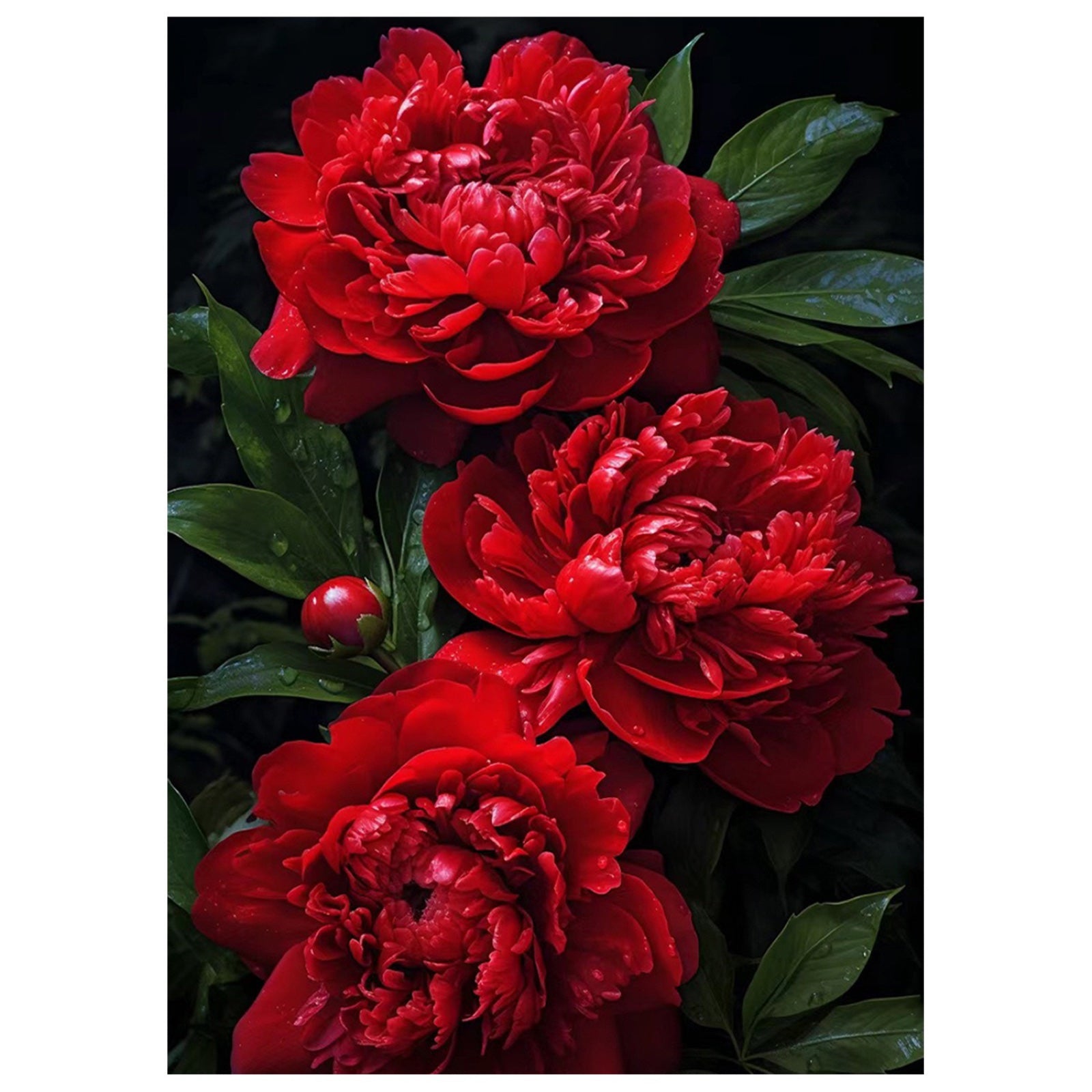 Pivoines rouges